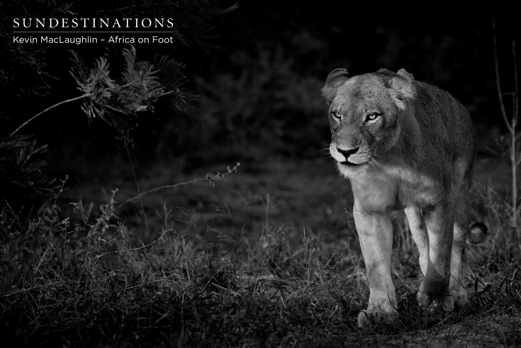 Lioness in Klaserie Lioness in Klaserie