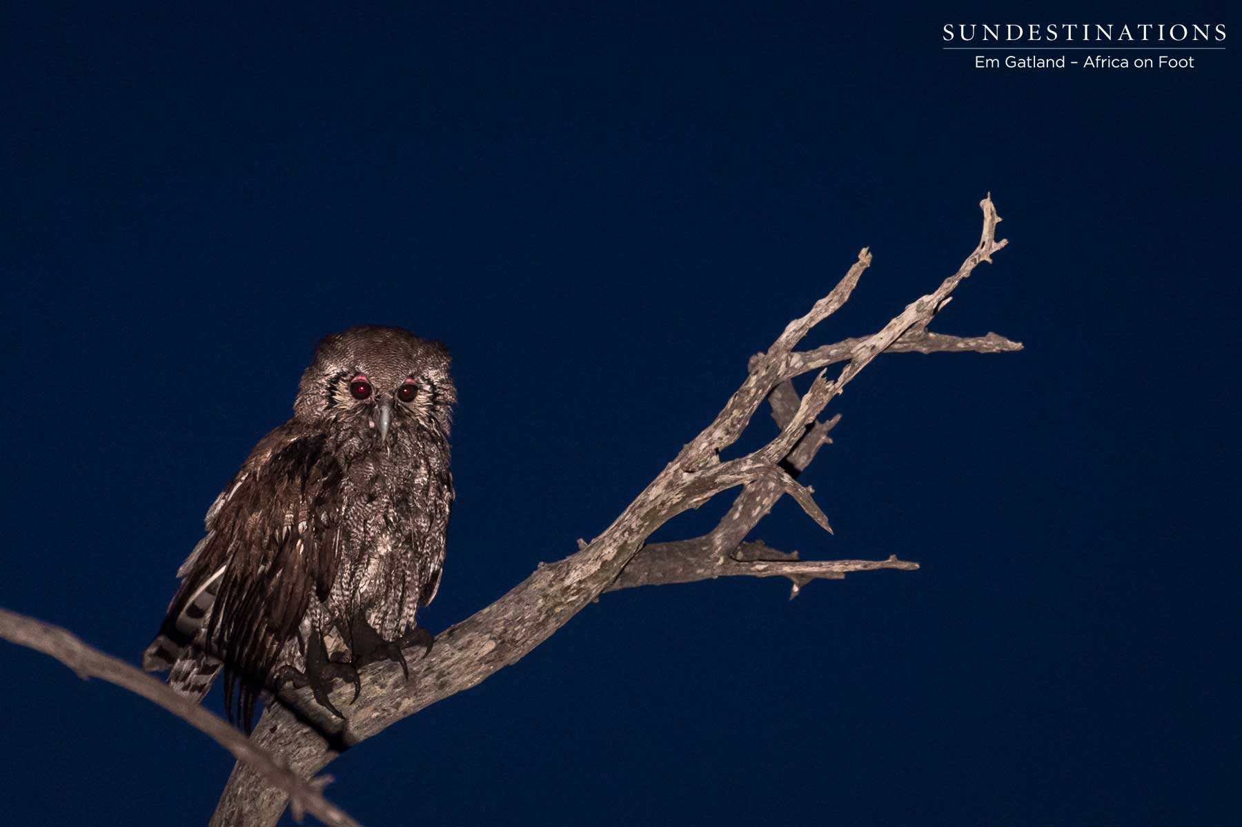 Halloween Owl Halloween Owl