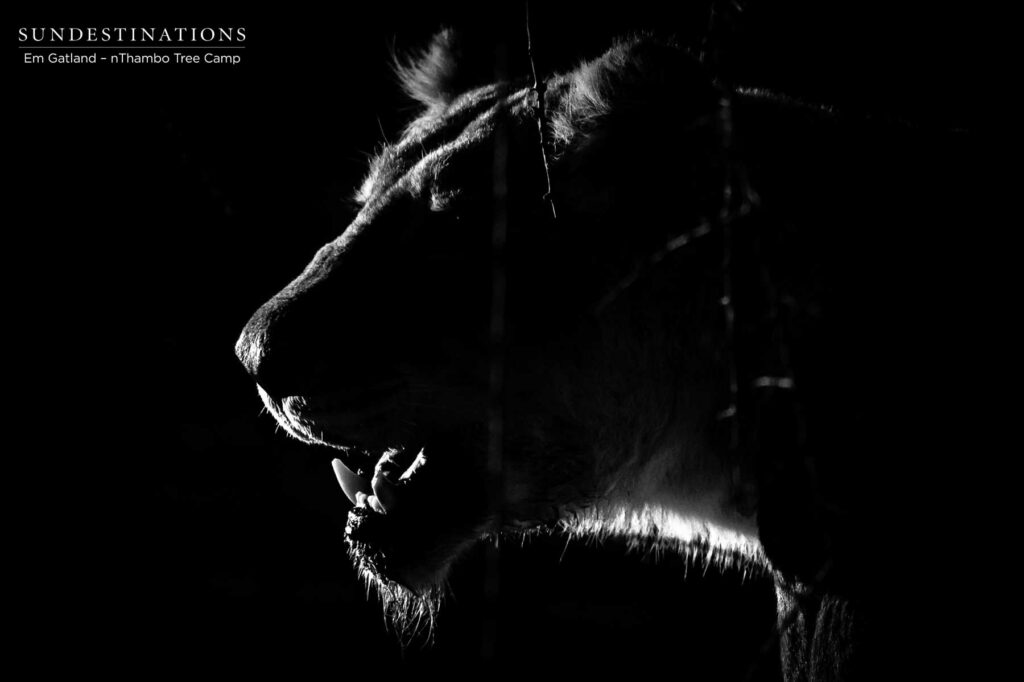 Halloween lioness