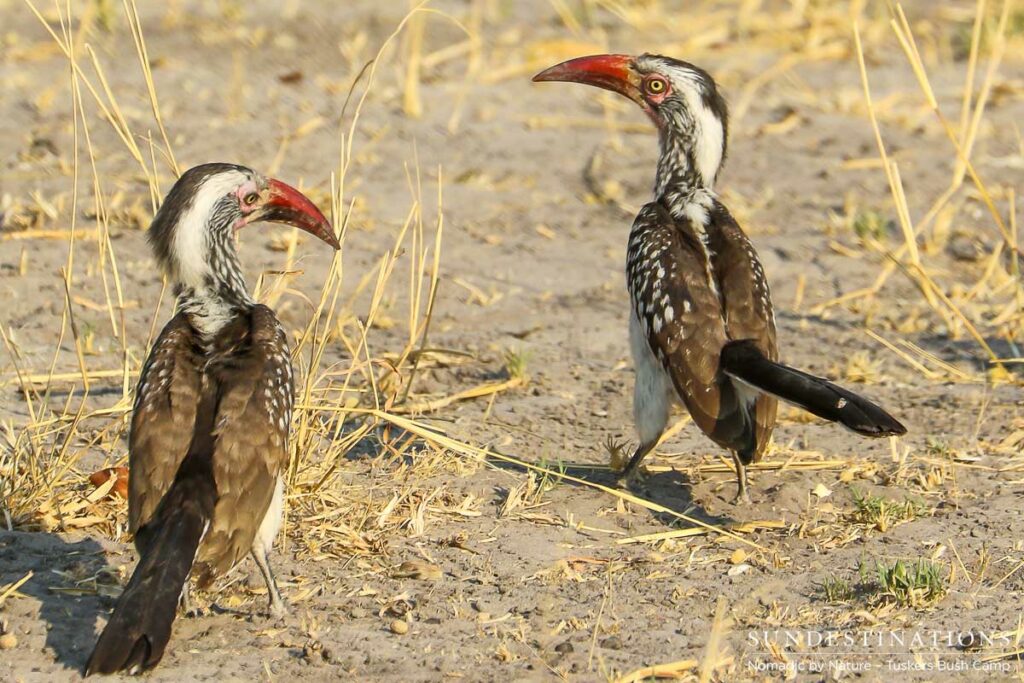 Hornbills Mating Tuskers