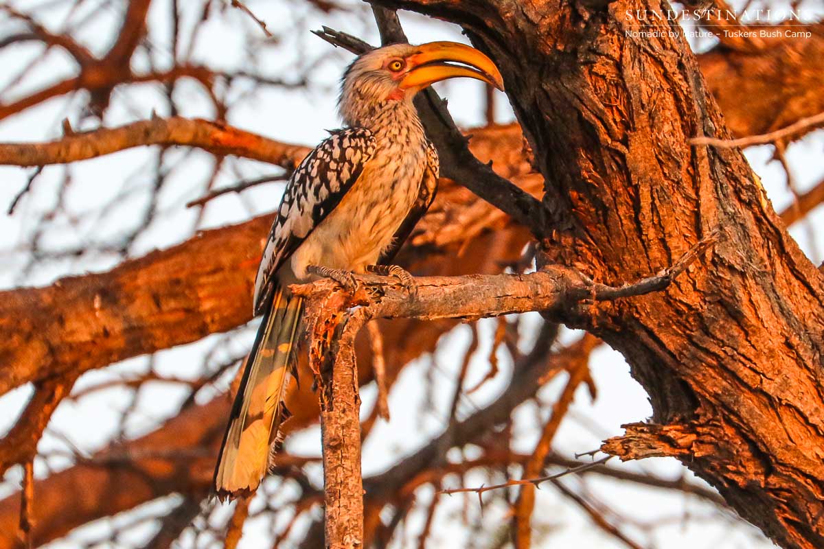 Hornbill at Tuskers Bush Camp
