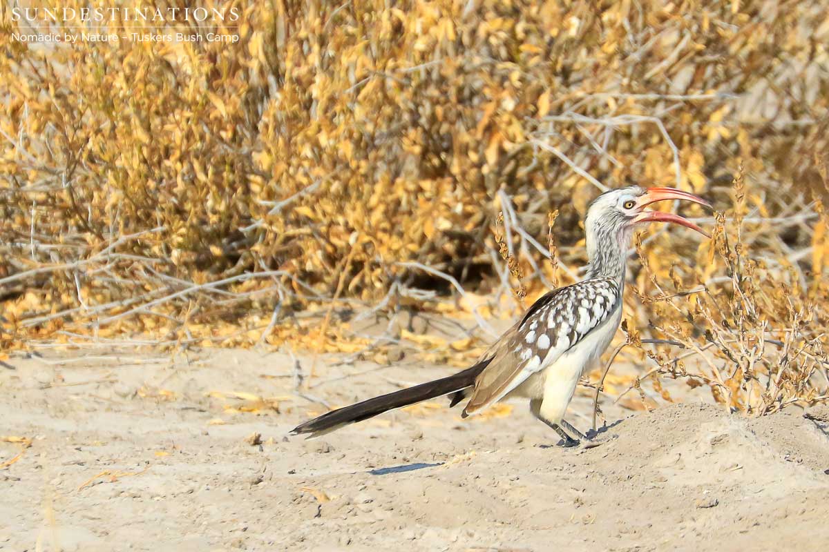 Hornbill on Ground