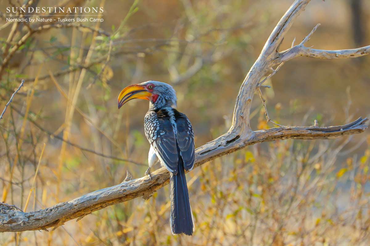 Hornbills Botswana