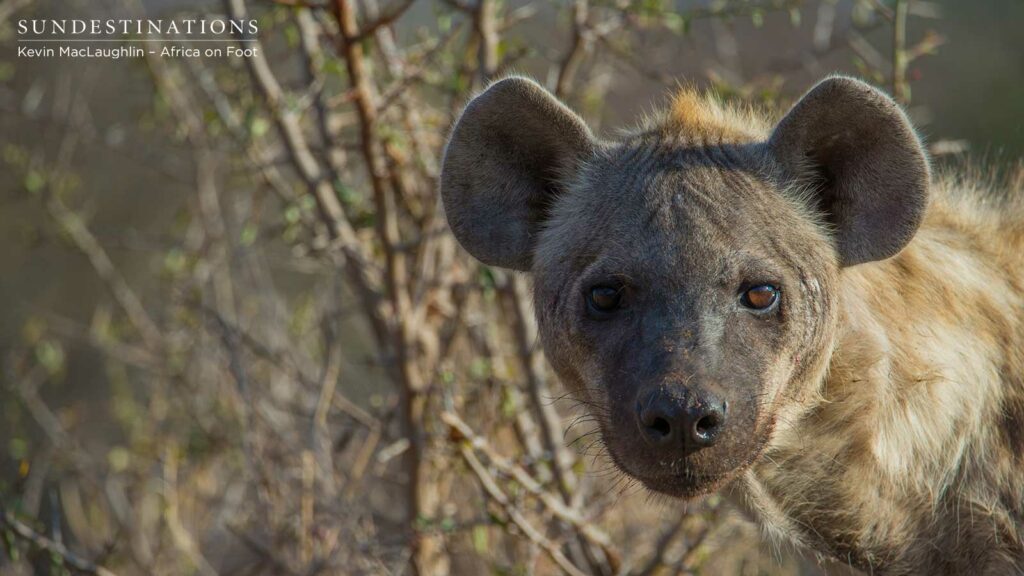 Hyena Cub Africa on Foot