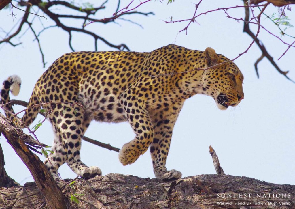 Numerous leopard sightings at Khwai