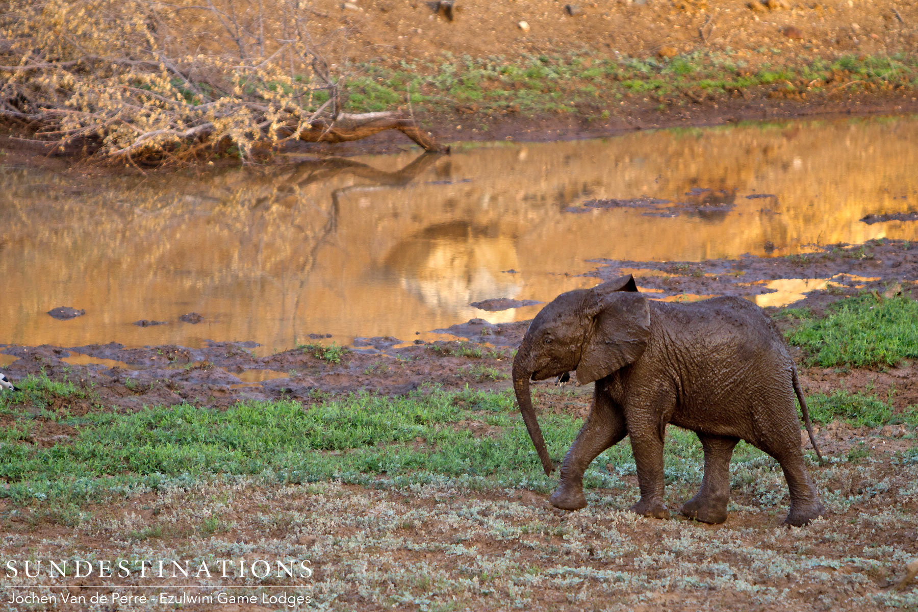 Elephants Soaking in River