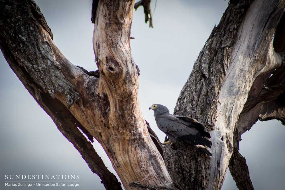 An African harrier hawk, also known as a gymnogene, is rather a rare sight among the raptors, and is typically seen clinging to weathered trees and peering into the holes used as nests by other birds and monitor lizards