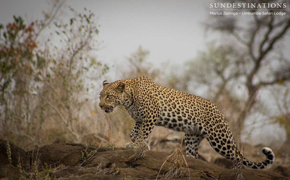 Kigelia's liquid movements over a rocky outcrop show the stealth and focus so typical in these magnificent cats 