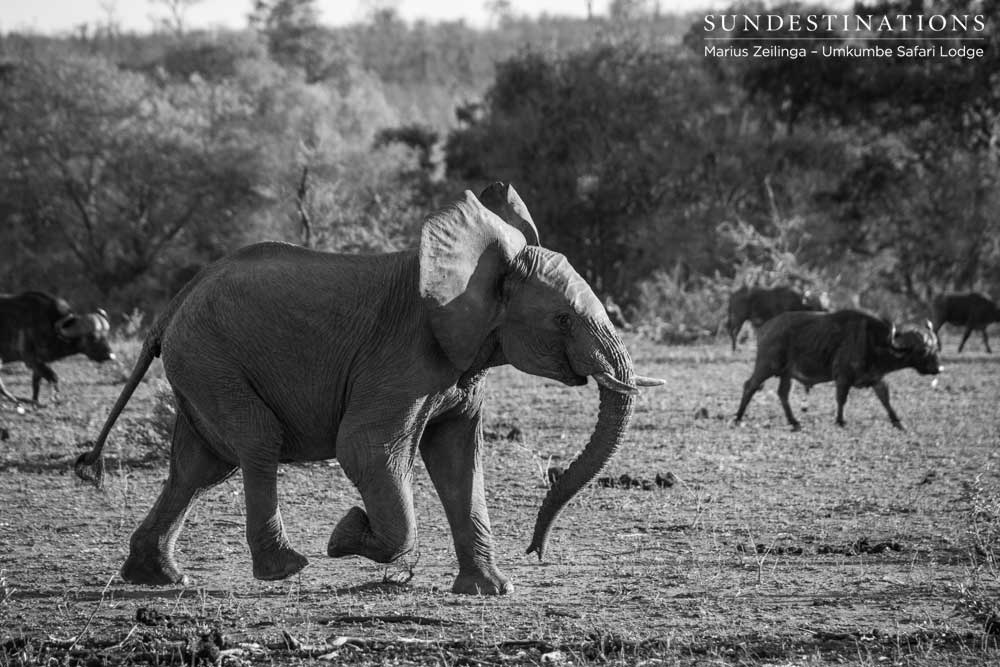 A young elephant makes haste across an open plain as he rushes to rejoin the herd, which mingles among a herd of buffalo