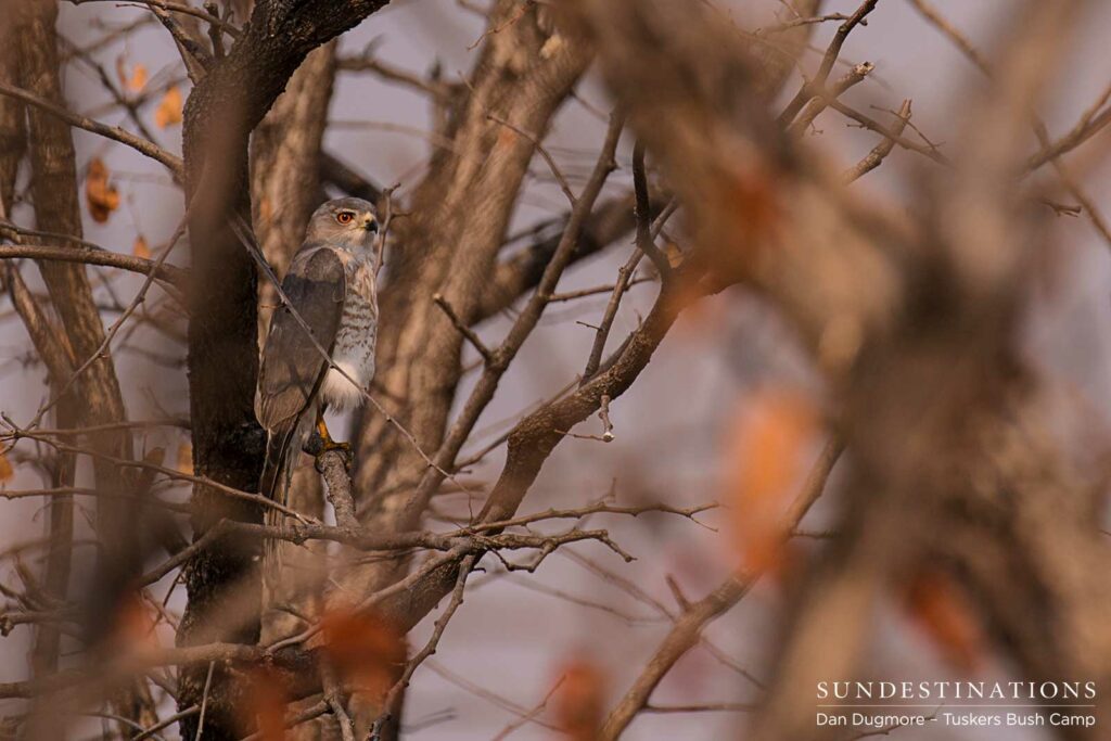 Juvenile little sparrowhawk Juvenile little sparrowhawk