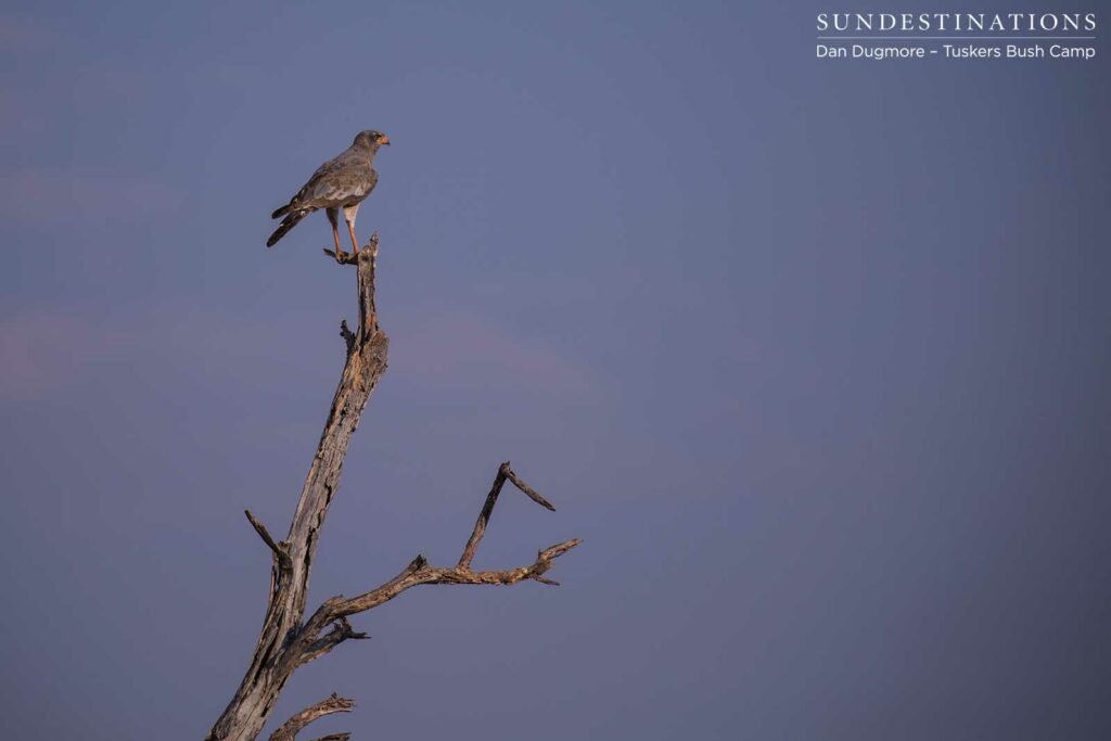 Juvenile pale-chanting goshawk Juvenile pale-chanting goshawk