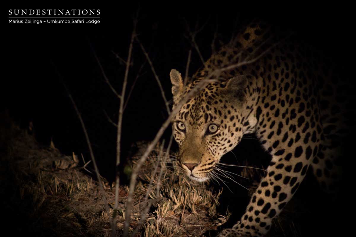 Mambiri in the Night Mambiri in the Night