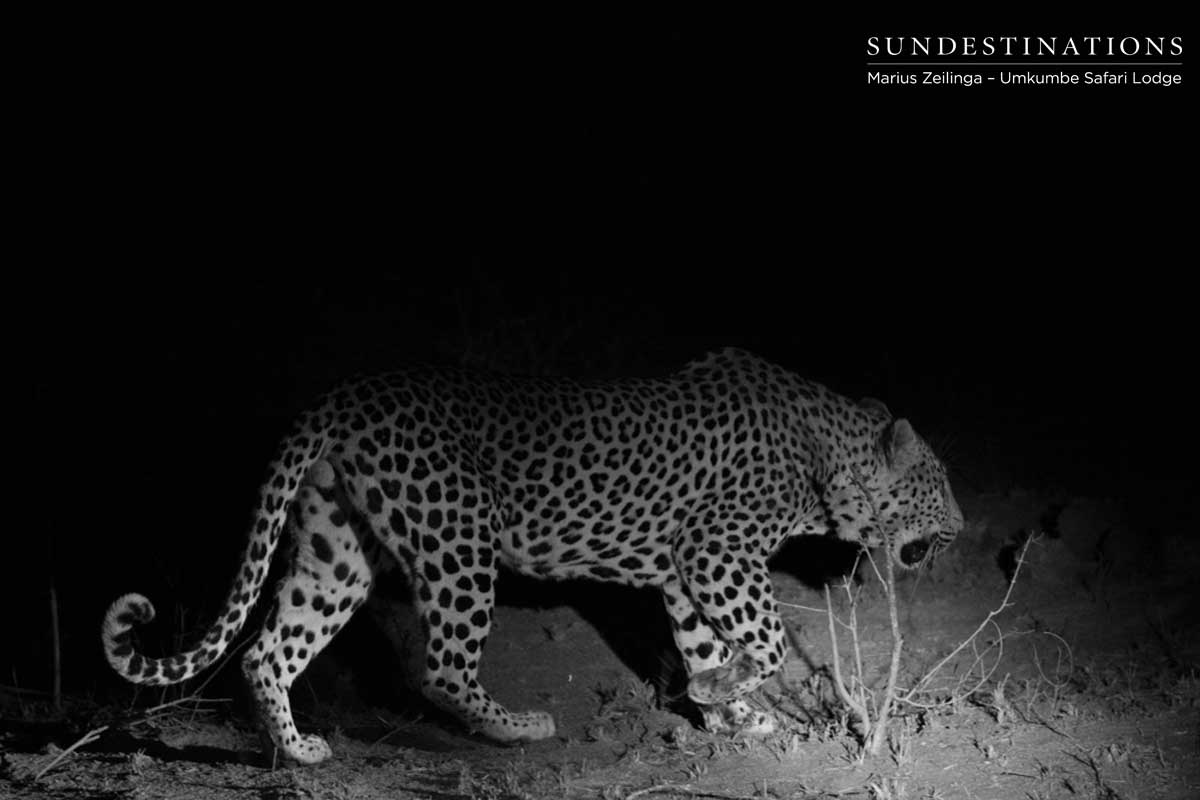 Mambiri Black White Mambiri Black White