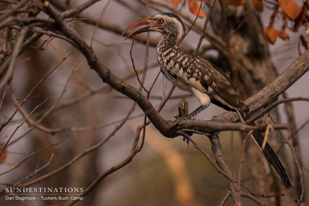 Red-billed hornbill Red-billed hornbill