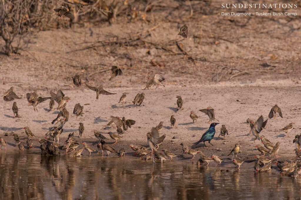 Red-billed queleas and Cape glossy starling Red-billed queleas and Cape glossy starling