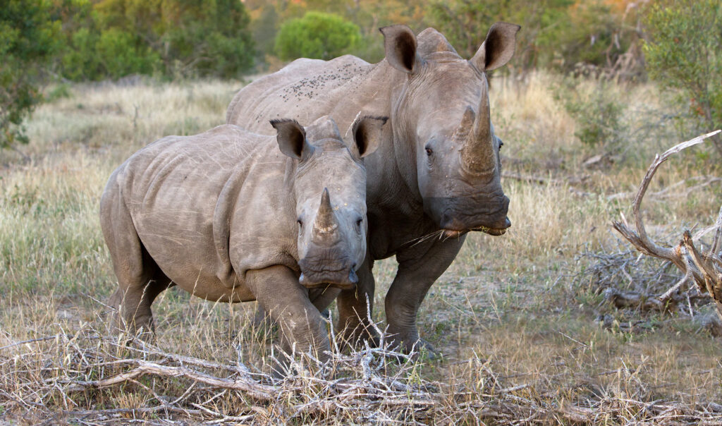 Rhino Jochen