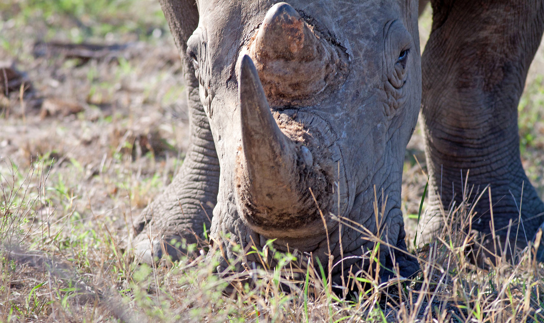 Save the Rhino