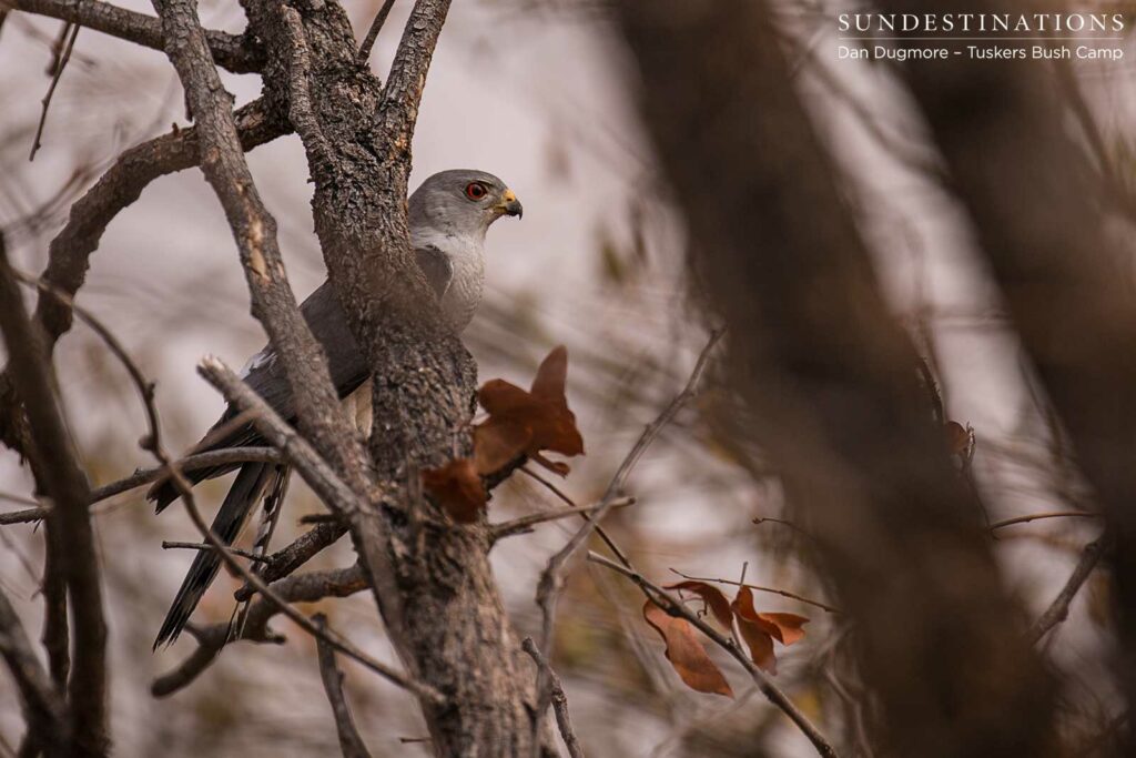Shikra Shikra