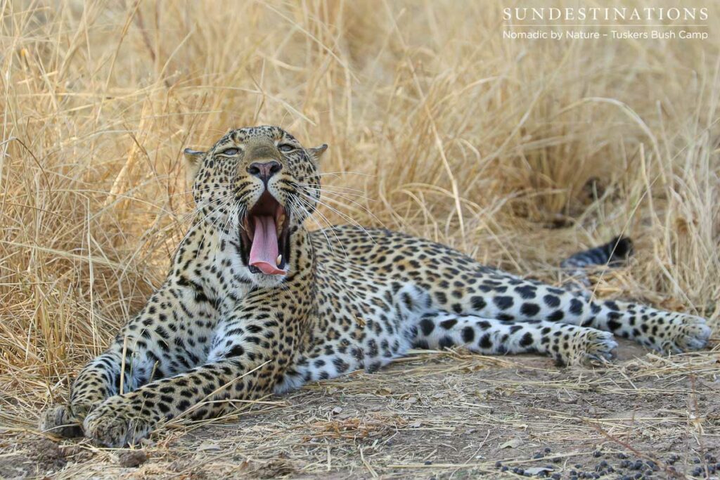 Leopard at Tuskers Bush Camp