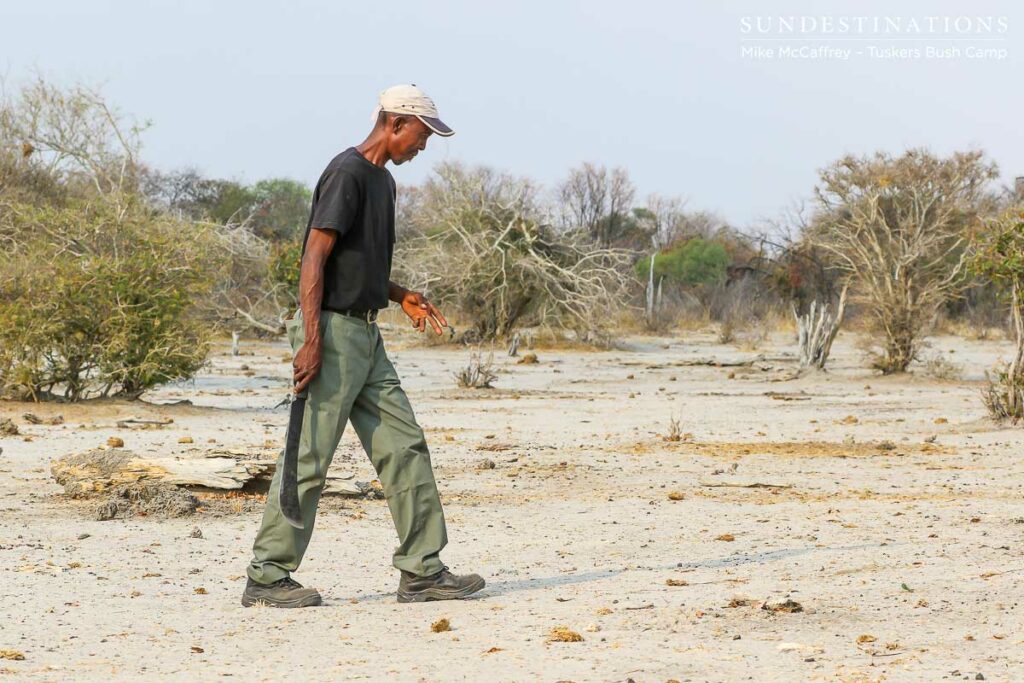 Tracking at Tuskers Bush Camp Tracking at Tuskers Bush Camp