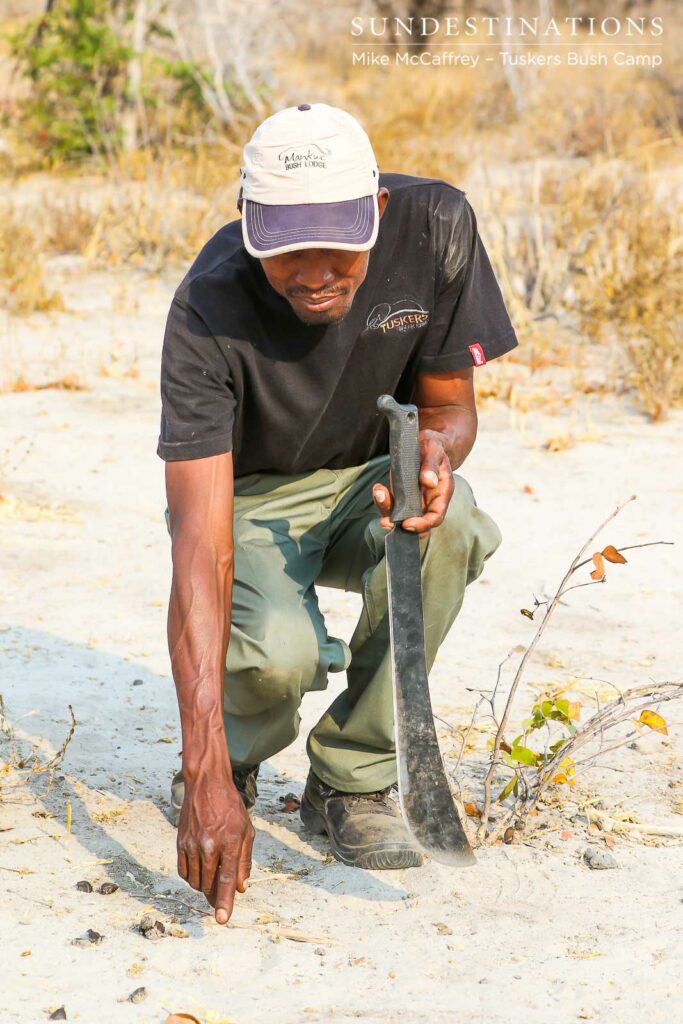 Tracking at Tuskers Bush Camp Tracking at Tuskers Bush Camp
