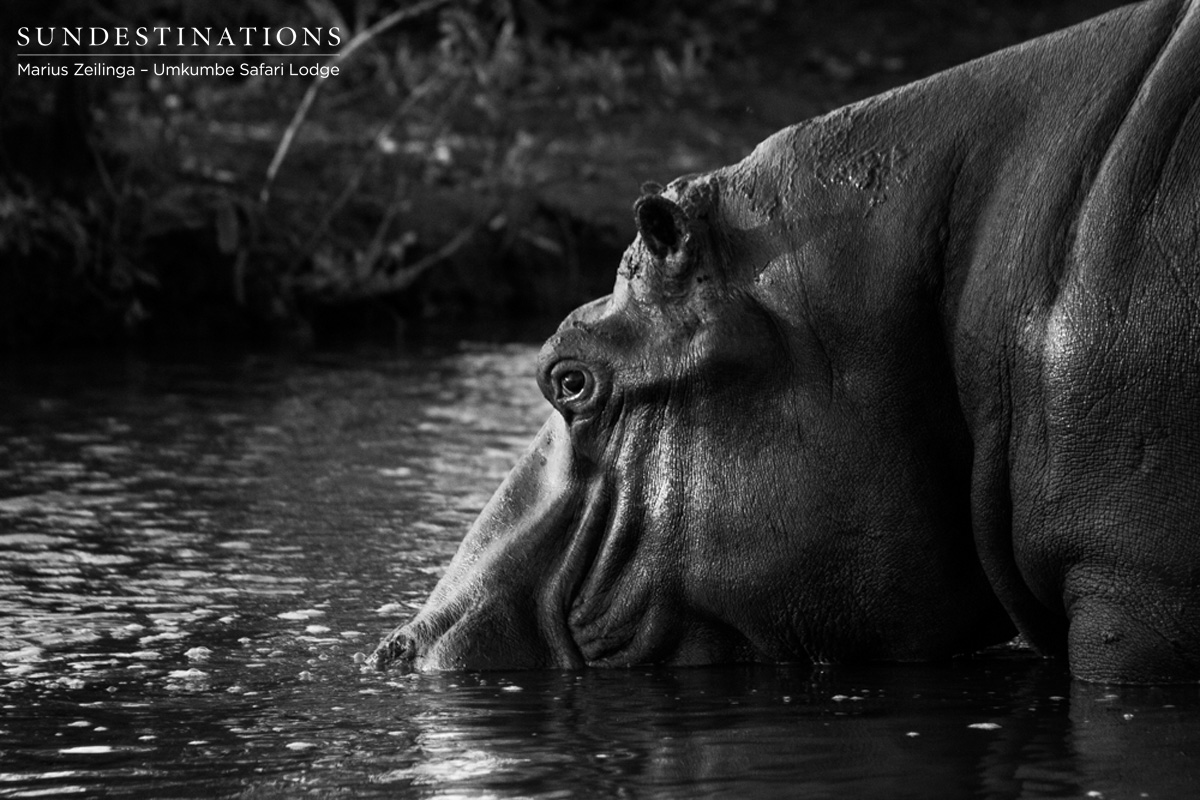 Hippo at Umkumbe Hippo at Umkumbe