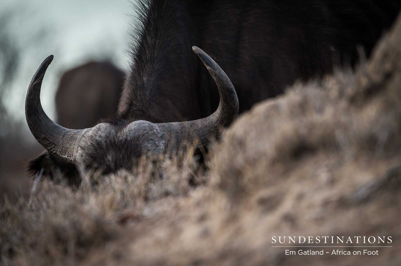 Buffalo Africa on Foot