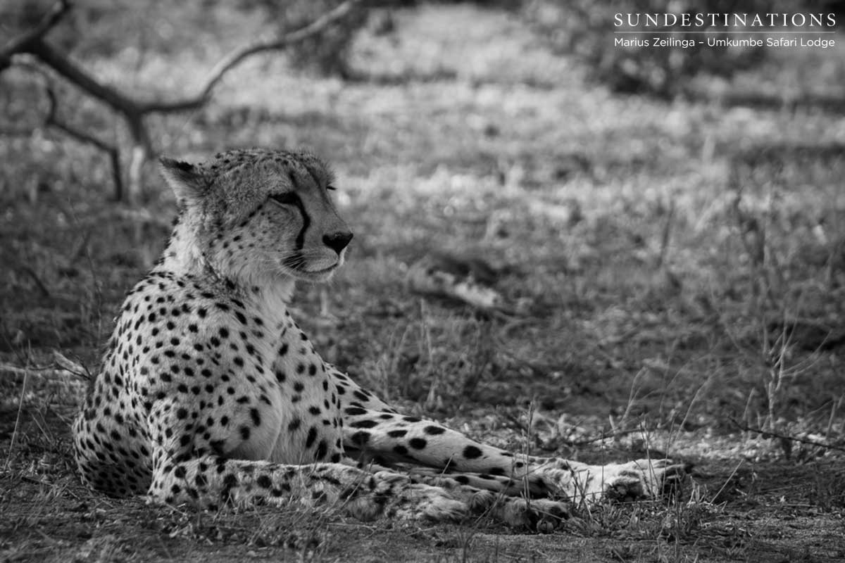 Cheetah in the Sabi Sand
