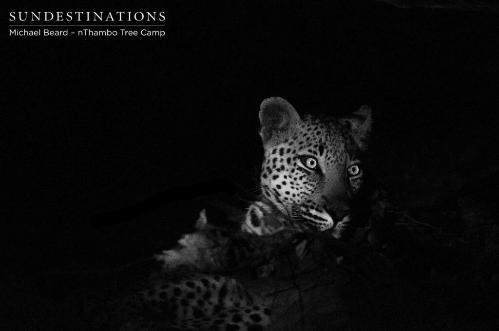 nThambo Leopard