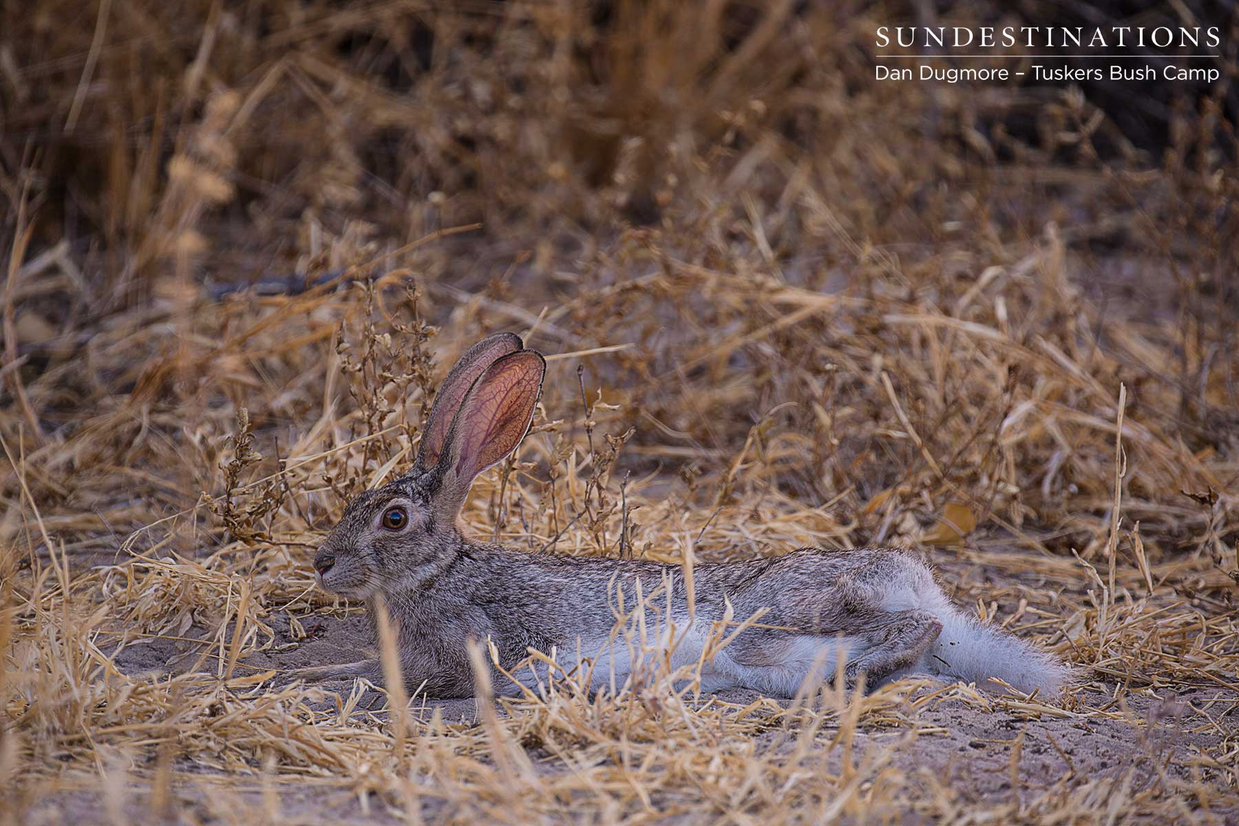 Tuskers Scrub Hare