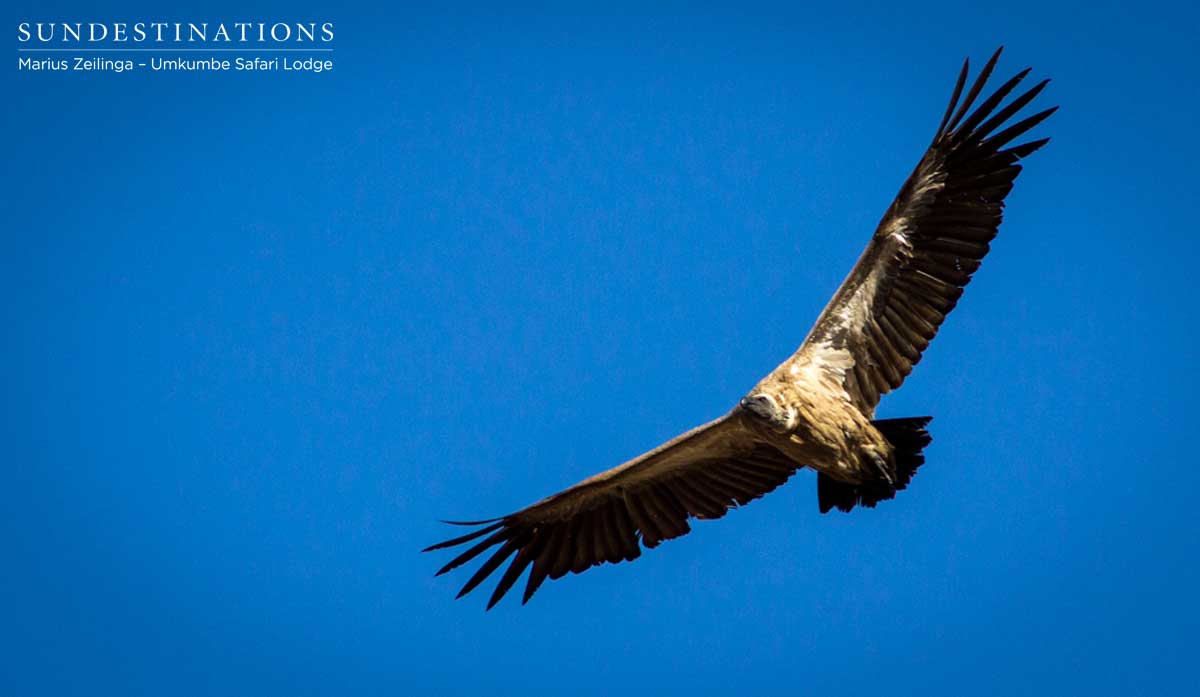 White-backed Vulture Sabi Sand
