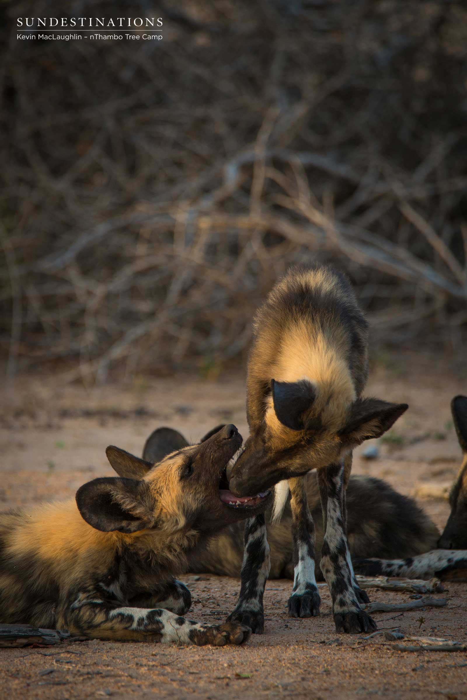 Wild Dogs - nThambo Tree Camp