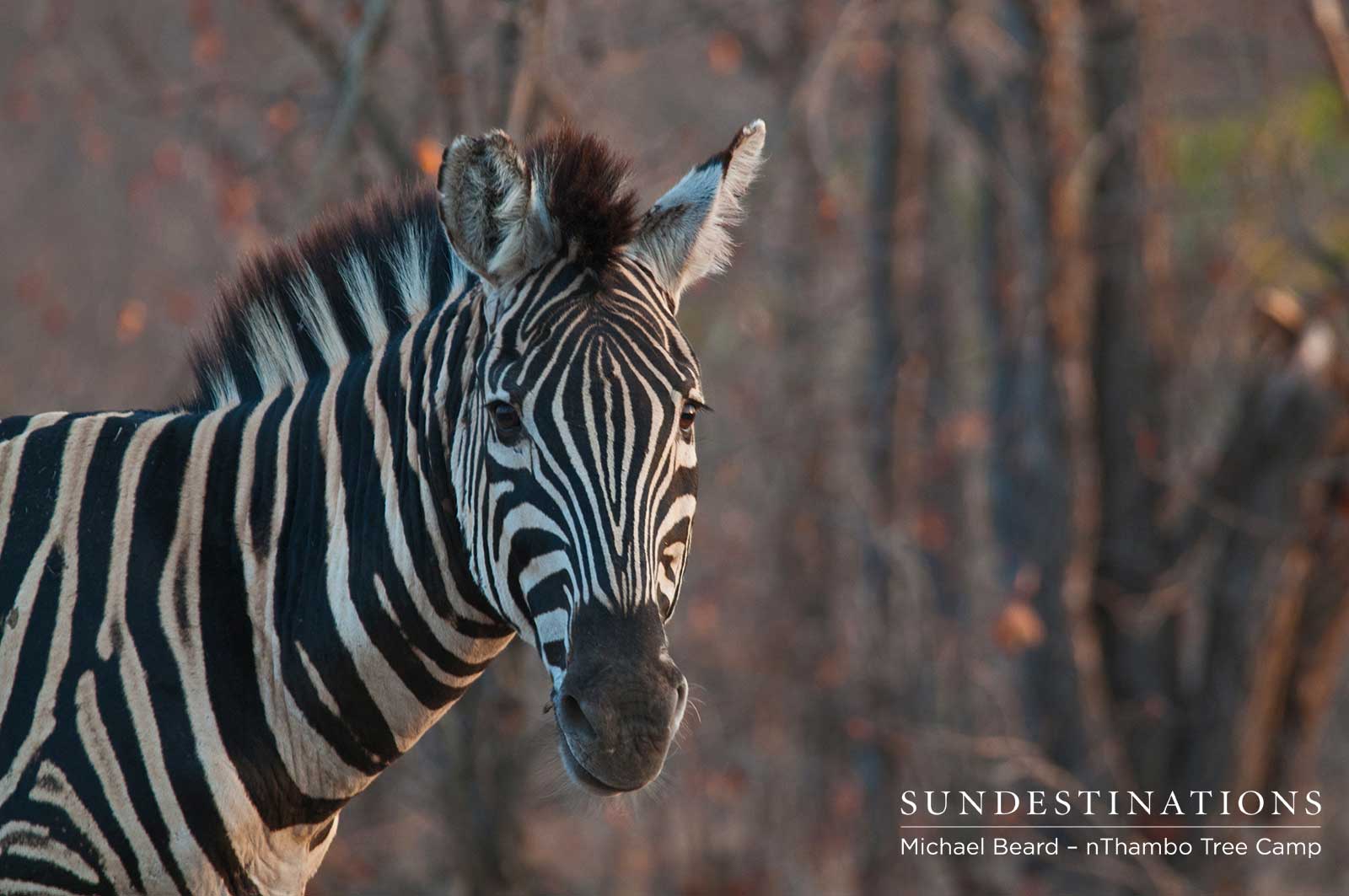 Zebra nThambo Tree Camp