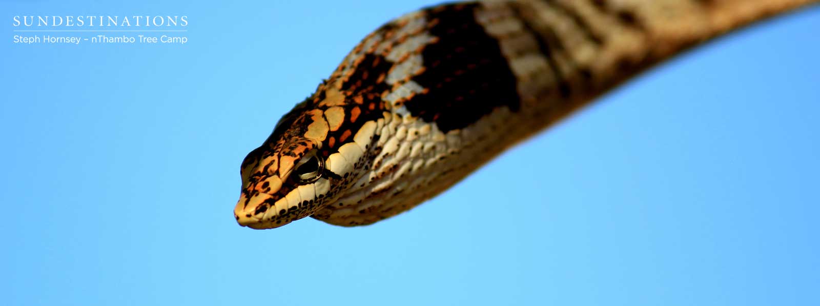 Vine Snake nThambo Tree Camp