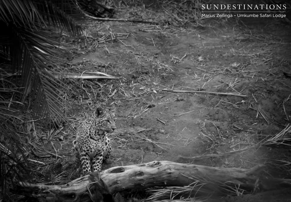 Little Bush's female cub