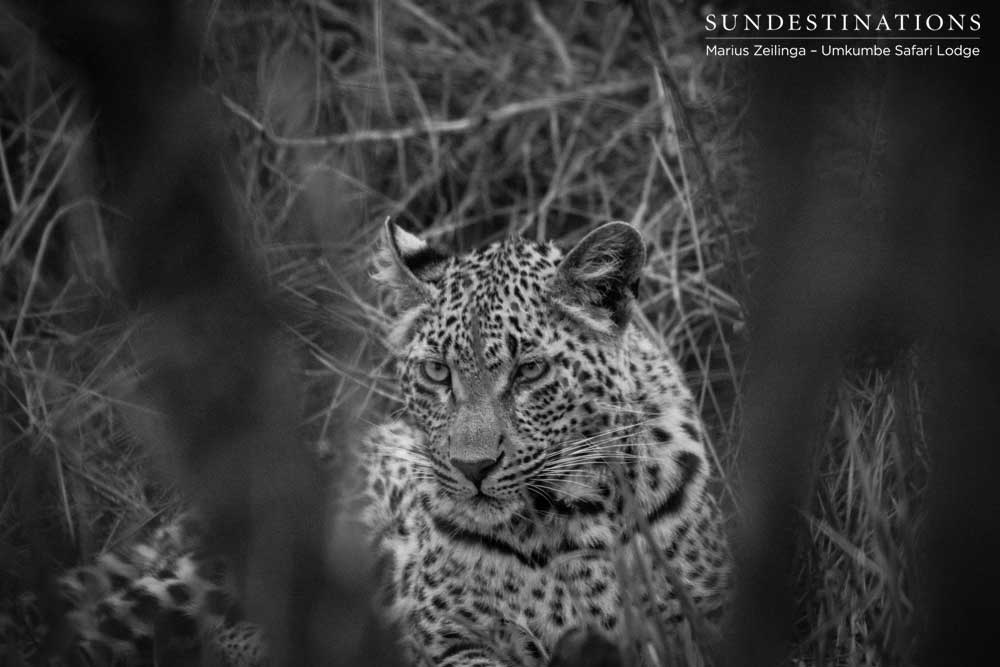 Little Bush's female cub