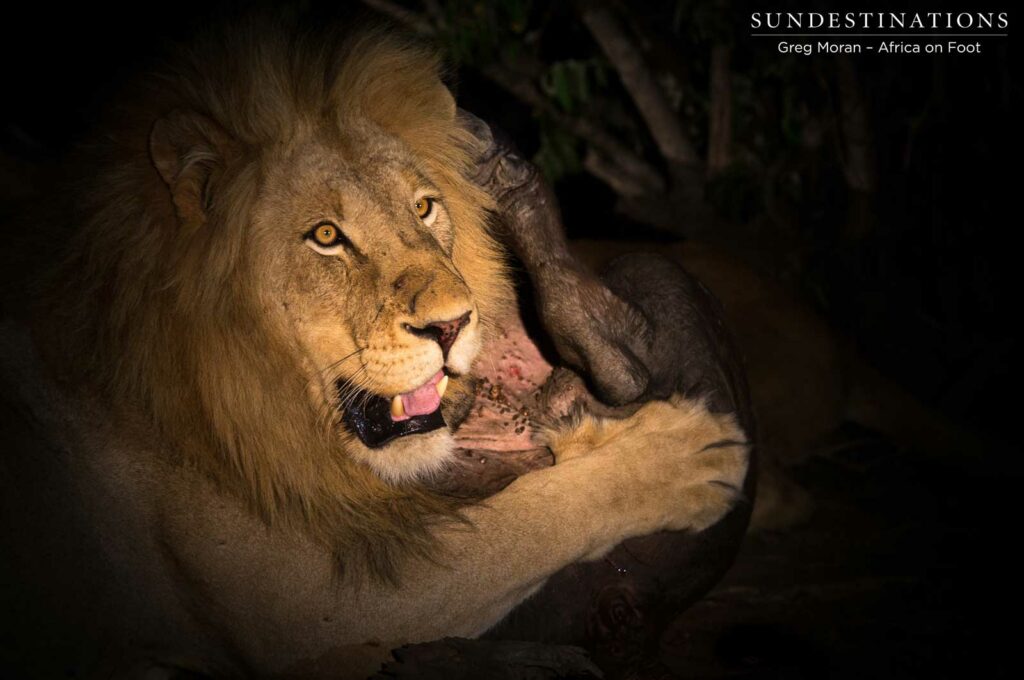 Lions making the kill