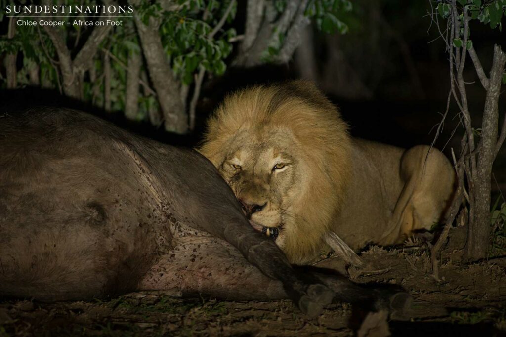 Mapoza male feeding on the recently killed buffalo