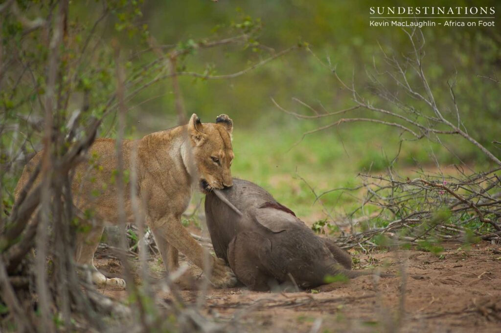 A final effort to haul the carcass into the shadows to feed safely