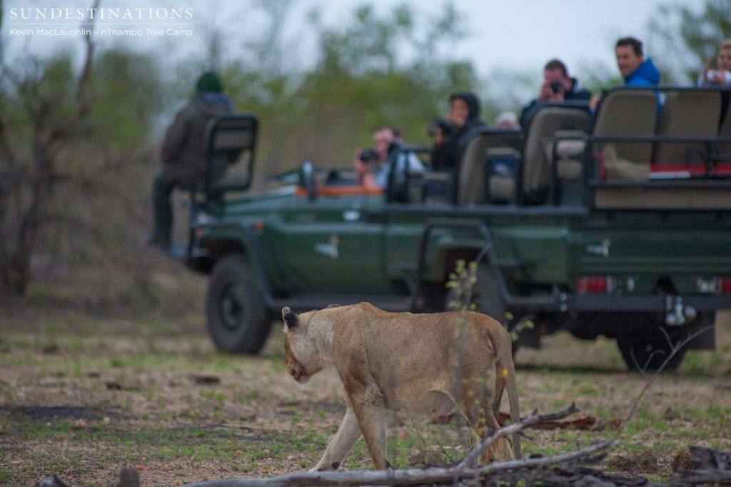 nThambo Tree Camp guests watching the scene of a lion kill nThambo Tree Camp guests watching the scene of a lion kill