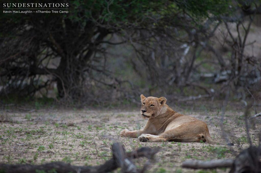 Ross Breakaway lionesses lie nearby the carcass as the Mapoza male feasted away Ross Breakaway lionesses lie nearby the carcass as the Mapoza male feasted away