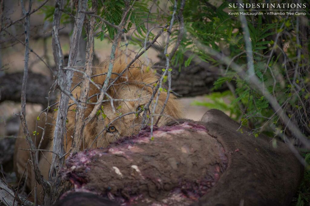 Mapoza male lion on a buffalo kill Mapoza male lion on a buffalo kill