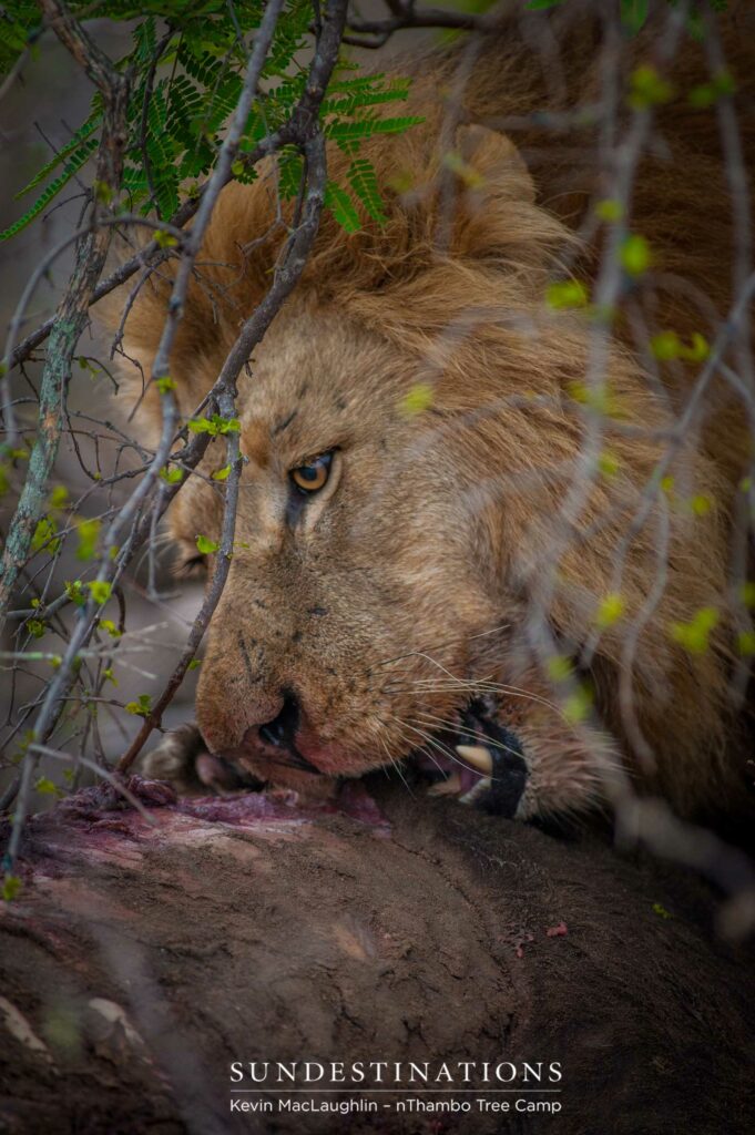 Mapoza male lion on a buffalo kill Mapoza male lion on a buffalo kill