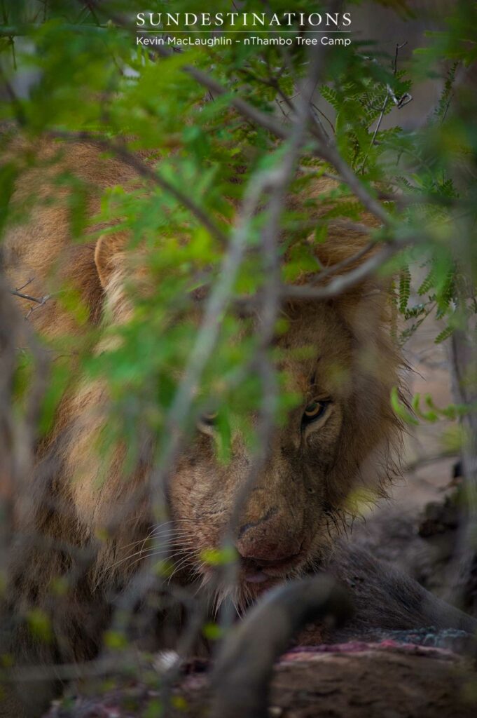 Mapoza male lion on a buffalo kill Mapoza male lion on a buffalo kill