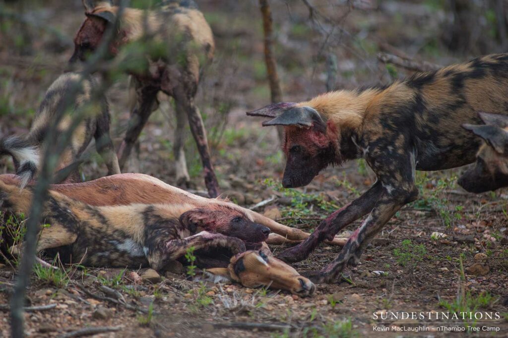 African wild dogs hunt impala African wild dogs hunt impala