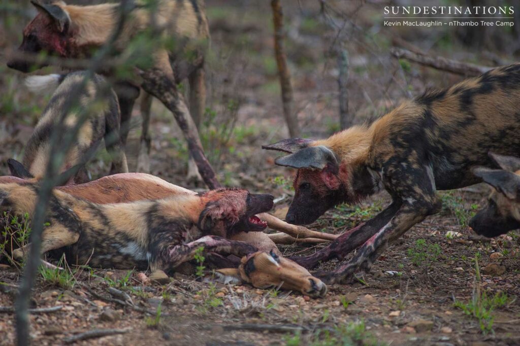 African wild dogs hunt impala African wild dogs hunt impala