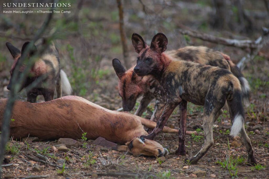 African wild dogs hunt impala African wild dogs hunt impala