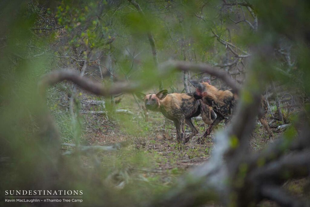 African wild dogs hunt impala African wild dogs hunt impala