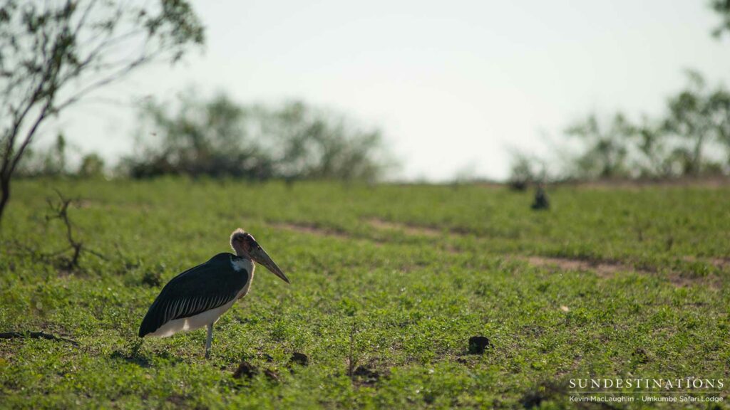 A marabou stork on a rolling lawn of new summer green