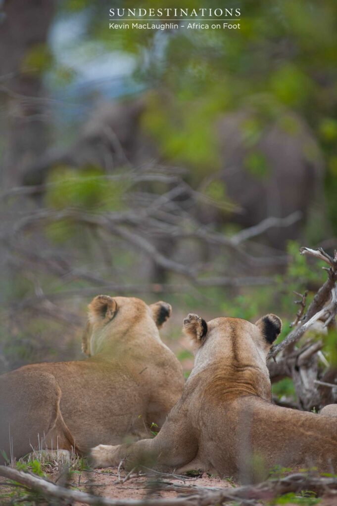 The Ross Breakaway lionesses lie and wait, watching the elephants as they huddled around the stillborn calf